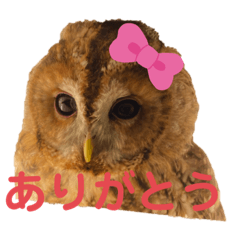 [LINEスタンプ] モリフクロウのハリースタンプ