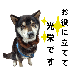 [LINEスタンプ] こたのスタンプ5 力になりたい柴犬編