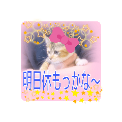 [LINEスタンプ] 五月病の猫たち