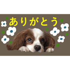 [LINEスタンプ] DOG.order