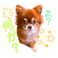 [LINEスタンプ] チョコちゃんスタンプ♡*(リアクション編)