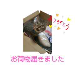 [LINEスタンプ] 愛猫3匹☆ハムスター2匹☆