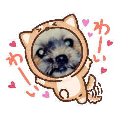 [LINEスタンプ] 動物ずきさん専用★ヤバかわ保護犬・保護猫