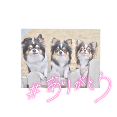 [LINEスタンプ] チワワのアマロ達【日常会話編4】