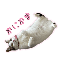 [LINEスタンプ] ひっくりかえるねこ