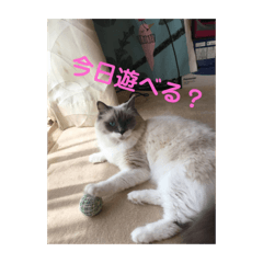 [LINEスタンプ] 猫のモナとジャスミンのオリジナルスタンプ