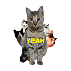 [LINEスタンプ] T omo's Cat2