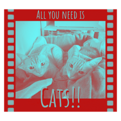 [LINEスタンプ] All you need is cats！の画像（メイン）