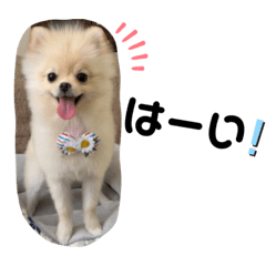 [LINEスタンプ] ポメラニアンくう＆るうの日常