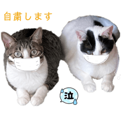[LINEスタンプ] ほご猫たちをスタンプにしました！
