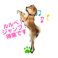 [LINEスタンプ] バレエスクールの柴犬りゅう