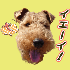 [LINEスタンプ] クッキー＆くまのポジティブにいこうぜ☆