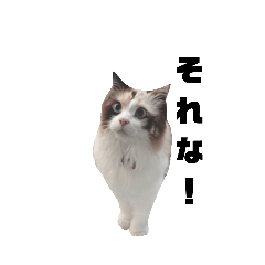 [LINEスタンプ] 猫のスタンプ ビービー