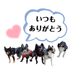 [LINEスタンプ] ちゃまとちびーず