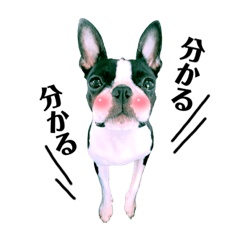 [LINEスタンプ] ボステリ★シスターズ