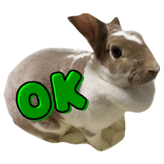 [LINEスタンプ] みみちゃんがスタンプになりました。