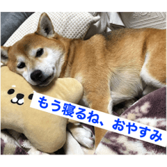 [LINEスタンプ] 世田谷柴犬 ルル