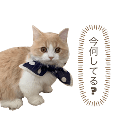 [LINEスタンプ] 猫。ルキまる