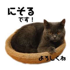 [LINEスタンプ] ブリティッシュショートヘアの猫のスタンプ