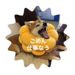 [LINEスタンプ] 世田谷 柴犬ルル 2