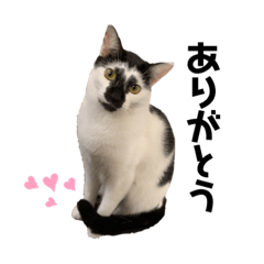 [LINEスタンプ] しろくろネコのスタンプ