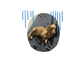 [LINEスタンプ] ウィルのきもち5