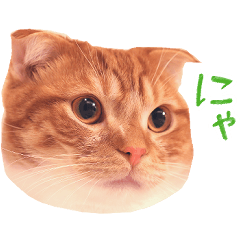 [LINEスタンプ] 猫のやつはしくんスタンプ