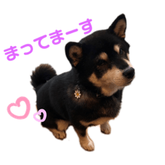 [LINEスタンプ] 愛犬そらまめちゃん