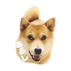 [LINEスタンプ] 柴犬こむぎと主人のステップ