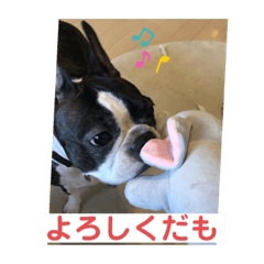 [LINEスタンプ] うちの さぶ！❷