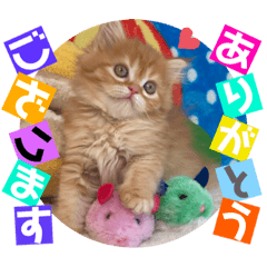 [LINEスタンプ] ねこまーち フラワープリンセス