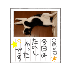 [LINEスタンプ] 末っ子ちびニャン(=^・^=)