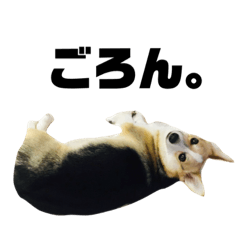 [LINEスタンプ] コーギー犬アナちゃん(生後〜2歳ver)の画像（メイン）