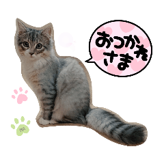 [LINEスタンプ] ちゃんたのスタンプ2