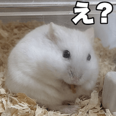 [LINEスタンプ] 絹毛のハム6 ver.蘭丸2.0