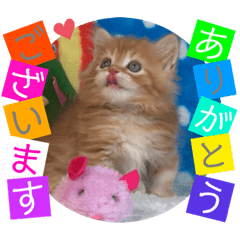 [LINEスタンプ] ねこまーち プリンスエスカレード