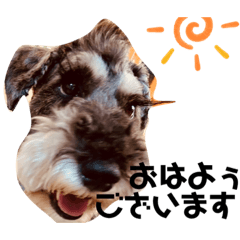 [LINEスタンプ] Mシュナウザーのカール顔デカ敬語