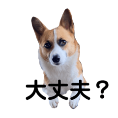 [LINEスタンプ] 優しいコーギースウちゃん