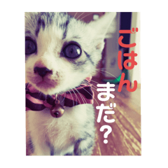 [LINEスタンプ] 美湖(ミコ)＆琥鉄(コテツ)の日常。