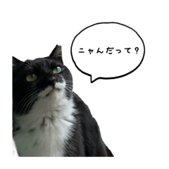 [LINEスタンプ] 3世代猫家族