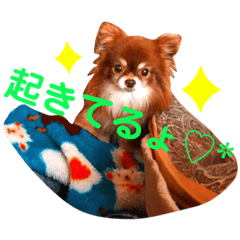 [LINEスタンプ] チョコちゃんスタンプ♡*(待合わせ連絡編)