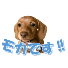 [LINEスタンプ] かわいい飼い犬「モカ」のスタンプ