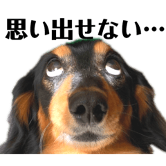 [LINEスタンプ] ダックス 大好きプッペスタンプ