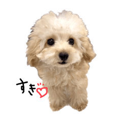 [LINEスタンプ] ちくわ君です。