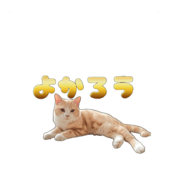 [LINEスタンプ] 猫のきなこの日常会話