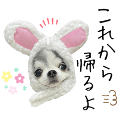 [LINEスタンプ] 愛犬チワワの日常2