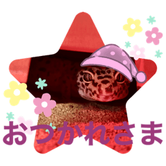 [LINEスタンプ] ヒョウモントカゲモドキのひょーたろー♡2