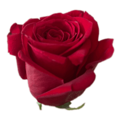 [LINEスタンプ] 赤いバラ スタンプの画像（メイン）
