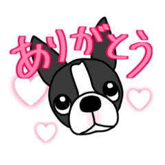 [LINEスタンプ] 可愛いボストンテリアのスタンプ