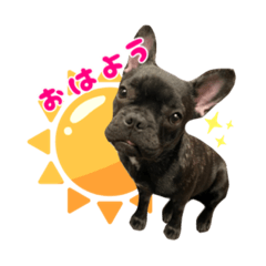 [LINEスタンプ] 愛されわんこスタンプ